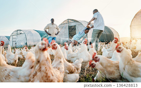 Chickens, farming and family swing with birds check outdoor for sustainability and kid fun. Dad, child and working together on farm field and countryside with support and care for animal livestock 136428813