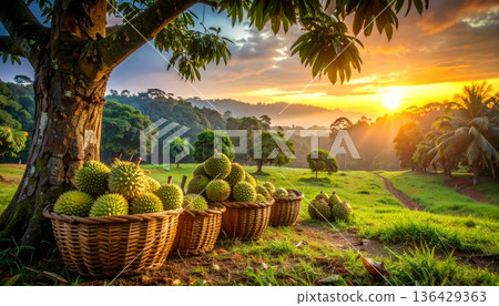 A ripe green coconut palm tree in Thailand stands tall like a tropical Christmas fir, offering fresh healthy fruit for a sweet juicy holiday celebration in nature A ripe green coconut palm tree in Thailand stands tall like a tropical Christmas fir, offering fresh healthy fruit for a sweet juicy holiday celebration in nature 136429363