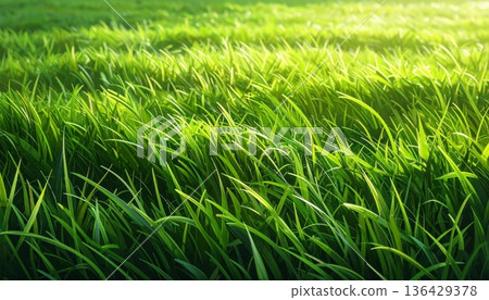 A fresh green grass texture ripples like a natural meadow in the wind, creating a vibrant summer field background with close-up details of lush garden growth on a bright spring day outdoors A fresh green grass texture ripples like a natural meadow in the wind, creating a vibrant summer field background with close-up details of lush garden growth on a bright spring day outdoors 136429378