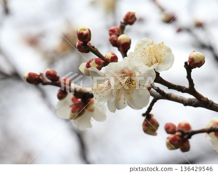 White plum blossoms bloom in the winter sky White plum blossoms bloom in the winter sky 136429546