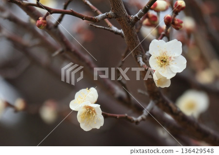現在正是白梅花盛開的季節。 136429548
