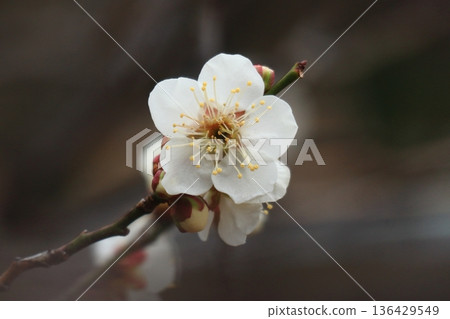美麗的白色梅花特寫 美麗的白色梅花特寫 136429549