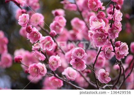 粉紅色的梅花正盛開 粉紅色的梅花正盛開 136429556