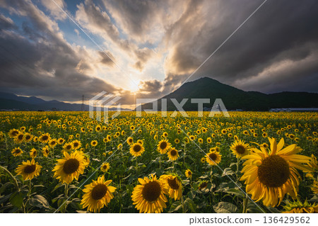 若狹小櫻惠的向日葵田和黃昏時的山巒（福井縣） 136429562