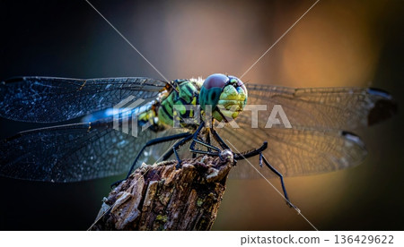 A macro close-up of a blue dragonfly resting on a vibrant green leaf amidst summer nature highlights the intricate wings and eyes of this wildlife insect A macro close-up of a blue dragonfly resting on a vibrant green leaf amidst summer nature highlights the intricate wings and eyes of this wildlife insect 136429622