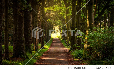 A sunlit dirt footpath winds through a lush green forest landscape where vibrant summer foliage and towering trees line a peaceful rural nature trail 136429628