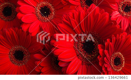 Vibrant red and white gerbera daisy flowers bloom in a colorful nature bouquet featuring beautiful petals and floral garden blossoms Vibrant red and white gerbera daisy flowers bloom in a colorful nature bouquet featuring beautiful petals and floral garden blossoms 136429661