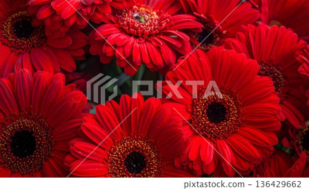 Vibrant red and white gerbera daisy flowers bloom in a colorful nature bouquet featuring beautiful petals and floral garden blossoms Vibrant red and white gerbera daisy flowers bloom in a colorful nature bouquet featuring beautiful petals and floral garden blossoms 136429662