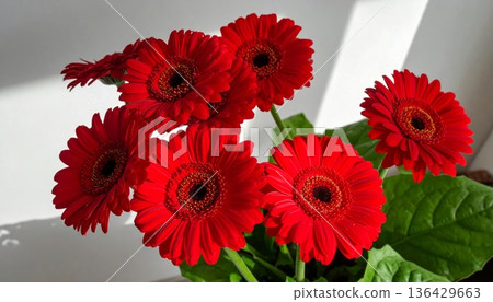 Vibrant red and white gerbera daisy flowers bloom in a colorful nature bouquet featuring beautiful petals and floral garden blossoms 136429663