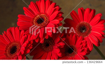 Vibrant red and white gerbera daisy flowers bloom in a colorful nature bouquet featuring beautiful petals and floral garden blossoms 136429664