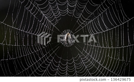 A macro morning view of a wet silk spider web pattern covered in glistening dew drops as a delicate nature trap in the forest A macro morning view of a wet silk spider web pattern covered in glistening dew drops as a delicate nature trap in the forest 136429675