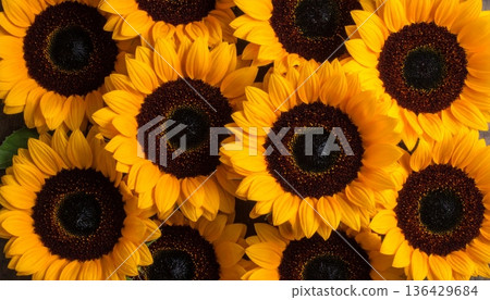 A bright yellow sunflower blossom captured in closeup against a black background showcases the natural beauty of summer petals in a floral garden A bright yellow sunflower blossom captured in closeup against a black background showcases the natural beauty of summer petals in a floral garden 136429684