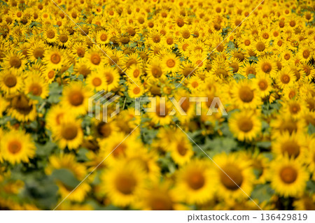 岐阜和大垣兩地，向日葵花海綿延不絕。盛開的向日葵田，紋理清晰可見。 136429819