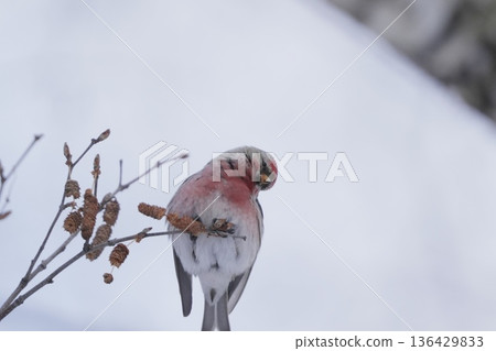 Redfinch perched on a branch Redfinch perched on a branch 136429833