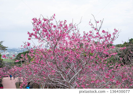 沖繩的冷猩紅色櫻花 136430077