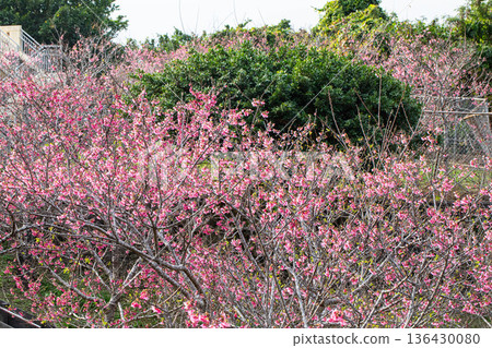 雅斯公園的景色 136430080