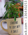 Stylish houseplant 136430253