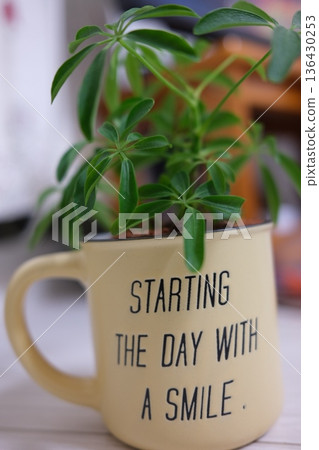 Stylish houseplant 136430253