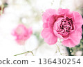 Pink carnation in full bloom 136430254