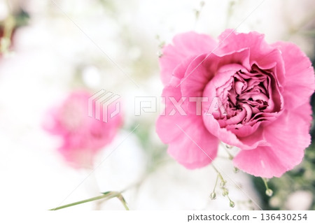 Pink carnation in full bloom Pink carnation in full bloom 136430254