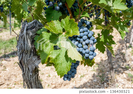 Big bunche of red wine grapes in sunny weather on the vineyard. Summer harvest for nature background. Big bunche of red wine grapes in sunny weather on the vineyard. Summer harvest for nature background. 136430321
