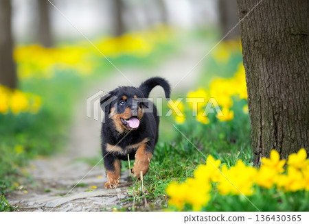 puppy rottweiler in nature 136430365
