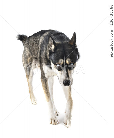 siberian husky in studio siberian husky in studio 136430366