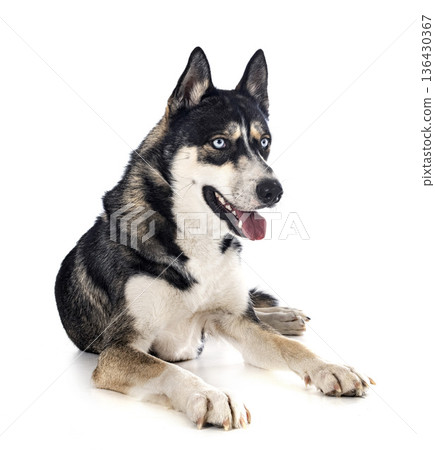 siberian husky in studio siberian husky in studio 136430367