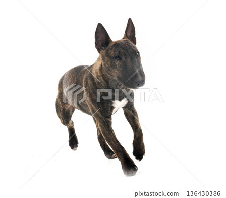 miniature bull terrier in studio 136430386