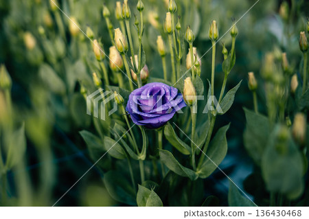 The purple flowers are blooming first in the flower bed. A picture for spring. 136430468