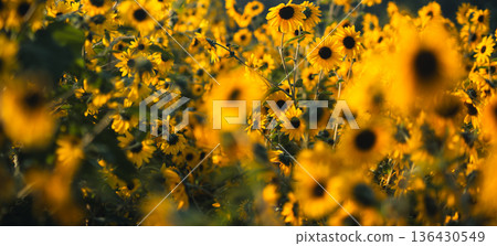 Field of yellow sunflowers blooming in golden hour sunlight with soft focus Field of yellow sunflowers blooming in golden hour sunlight with soft focus 136430549