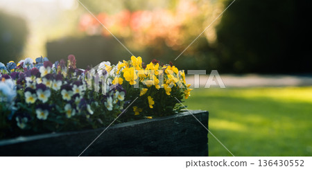 Colorful pansy flowers in wooden planter box with morning dew and bokeh background 136430552