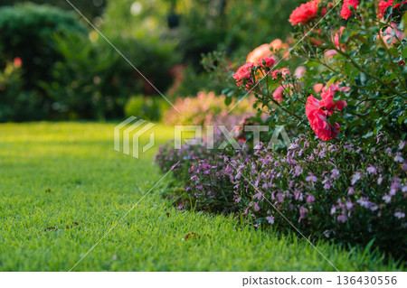 Beautiful landscaped garden with blooming pink roses and green grass lawn. Beautiful landscaped garden with blooming pink roses and green grass lawn. 136430556