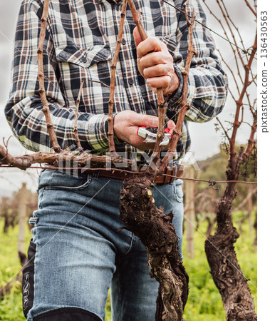 Farmer pruning the vine in winter. Agriculture. Farmer pruning the vine in winter. Agriculture. 136430563