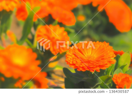 鮮豔的橙色茉莉花預示著春天的到來。 136430587