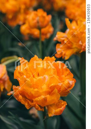 Vibrant orange flowers bloom beautifully in a sunny garden during springtime Vibrant orange flowers bloom beautifully in a sunny garden during springtime 136430933