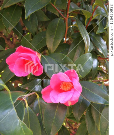 Pink flowers of the camellia (Wabisuke camellia, Tarokaja) Pink flowers of the camellia (Wabisuke camellia, Tarokaja) 136430958