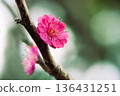 Blurred background and red plum blossoms 136431251