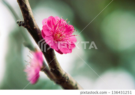 Blurred background and red plum blossoms Blurred background and red plum blossoms 136431251