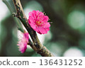 Blurred background and red plum blossoms 136431252