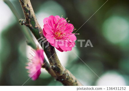 Blurred background and red plum blossoms 136431252