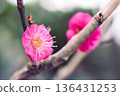 Blurred background and red plum blossoms 136431253