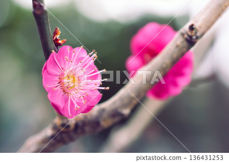 Blurred background and red plum blossoms Blurred background and red plum blossoms 136431253