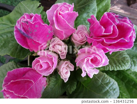 Close-up of pink rose-blooming Primula juliana flowers Close-up of pink rose-blooming Primula juliana flowers 136431256