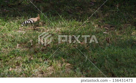 Eurasian hoopoe searching for food. Eurasian hoopoe searching for food. 136431473