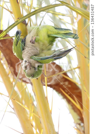 Dead monk parakeet. 136431487
