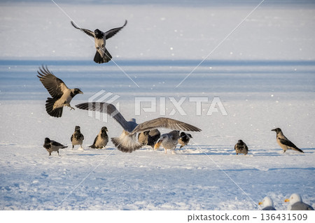 Battle of birds for a piece of bread in winter. Battle of birds for a piece of bread in winter. 136431509