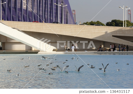 Yellow-legged gulls on an artificial lake. Yellow-legged gulls on an artificial lake. 136431517