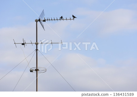 Spotless starlings on an antenna. Spotless starlings on an antenna. 136431589