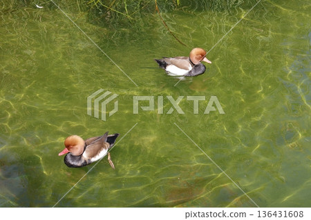 Males red-crested pochard. 136431608